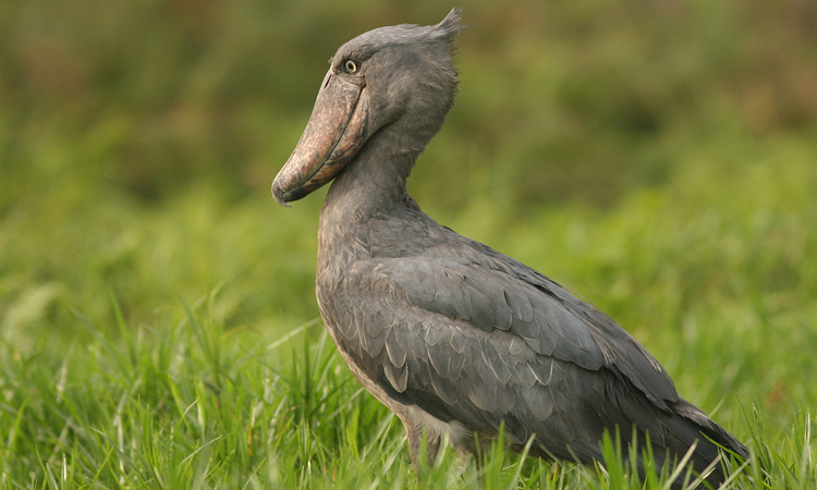 2 Days Birding Mabira Forest Uganda Lena Tours And Travel